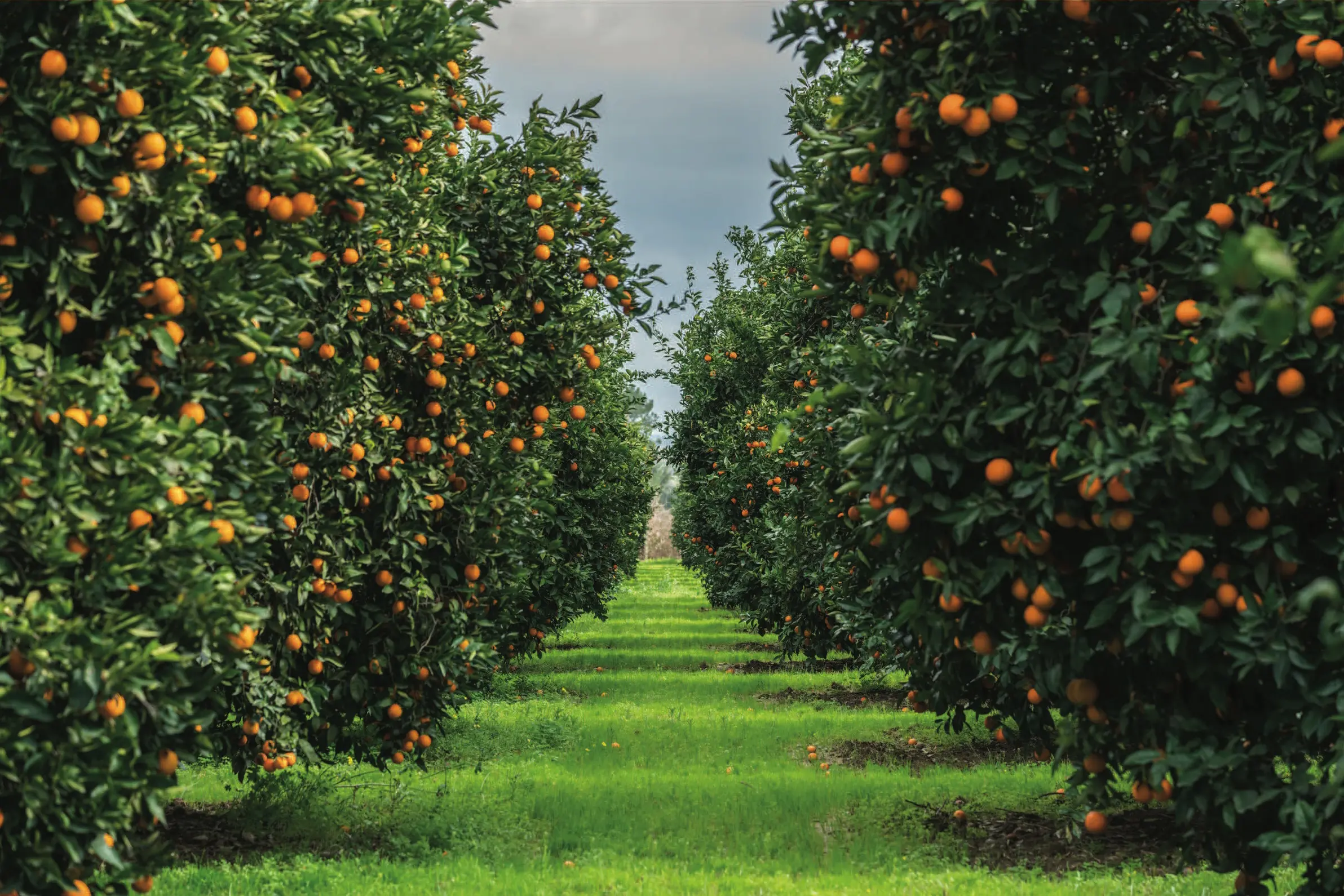 Cameron High Grove Farms III, LLC featured image